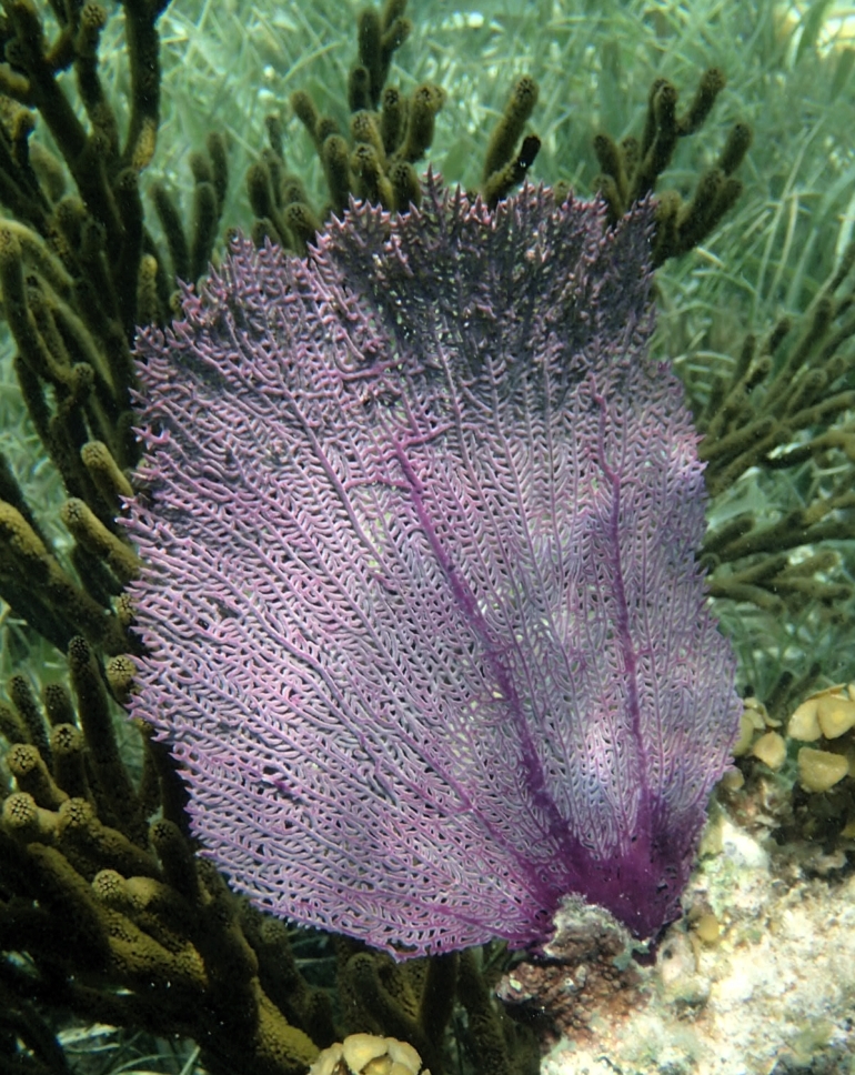 Purple Sea fan on Puerto Morelos reef.