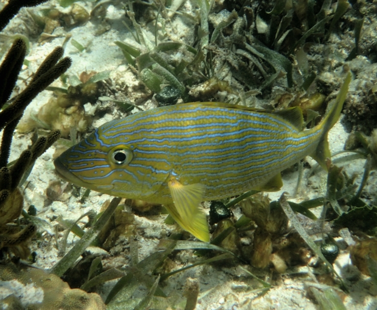 Blue striped grunt on Puerto Morelos reef