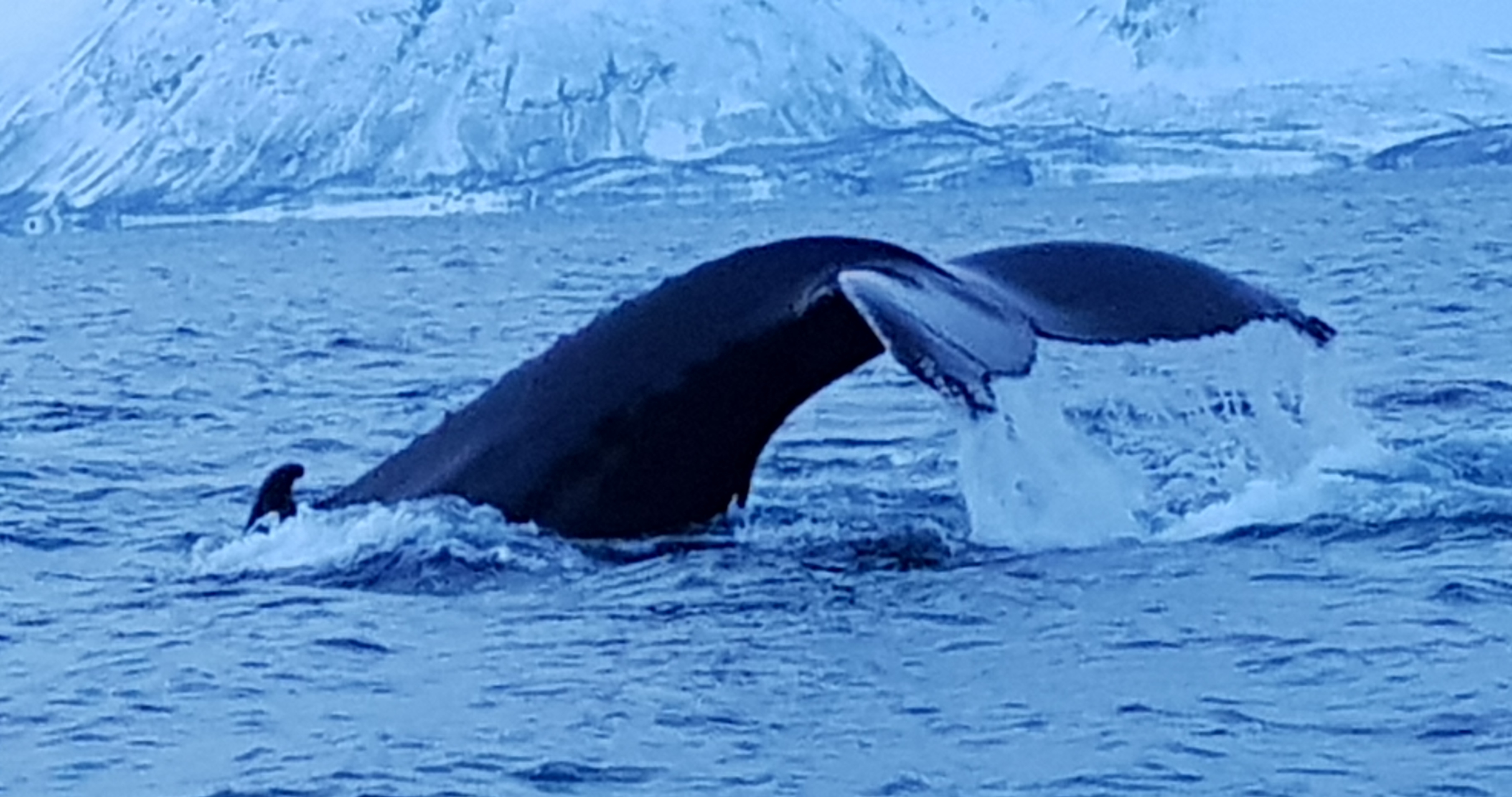 Whale watching in Tromso